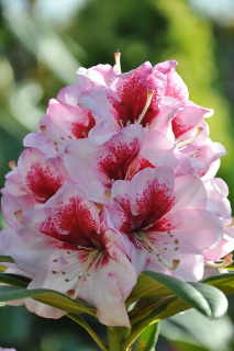 Sadenice rododendronov a azaliek v nádobe 0,5-1l 15-25 cm